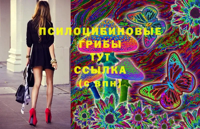 цены   Воткинск  Галлюциногенные грибы Psilocybe 